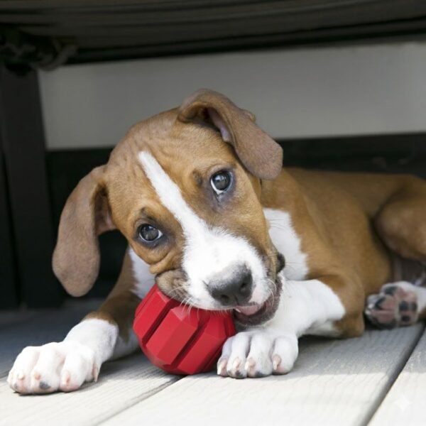 Natural Rubber Chew Toy for Large Dogs